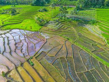 High angle view of agricultural field