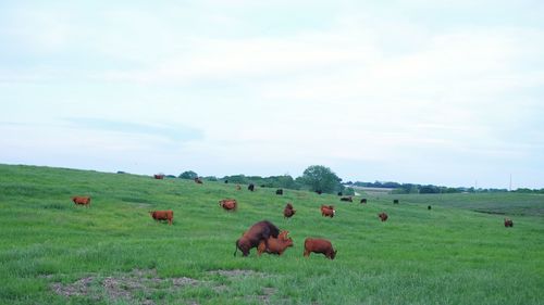 Horses grazing on grassy field