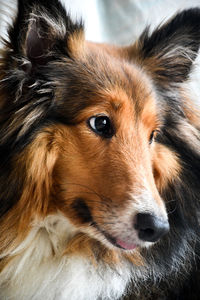 Close-up of dog looking away