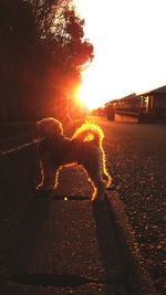 Dog on street against sky at night