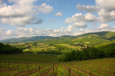 Scenic view of vineyard against sky