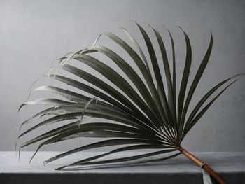 Close-up of plant against wall