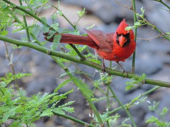 Red cardinal in tree perched on a branch looking at the camera closeup maui island, hawaii, usa