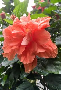 Close-up of wet red flower blooming outdoors
