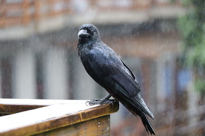 Close-up of bird perching on railing