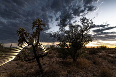 Trees on field against dramatic sky