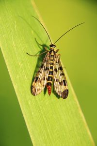 Close-up of butterfly on leaf