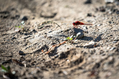Close-up of red dragonfly on rock