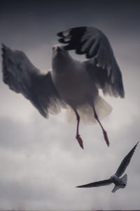 Low angle view of birds in flight