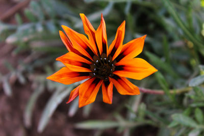 Close-up of orange flower