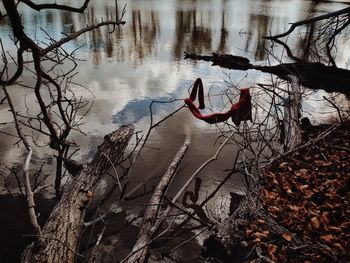 Reflection of trees in water