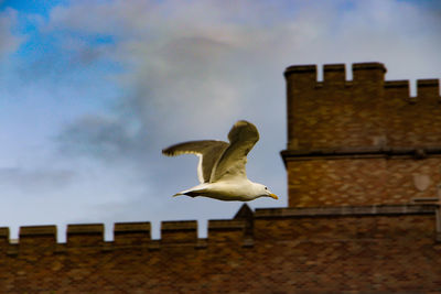 Low angle view of seagull flying against sky