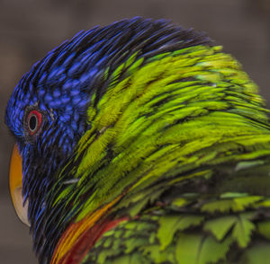 Close-up of colorful parrot