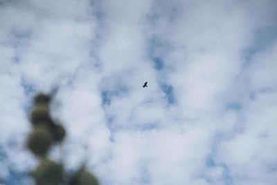 Low angle view of bird flying in sky