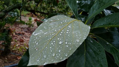 Close-up of water drops on leaf