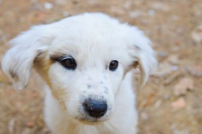 Close-up portrait of a dog