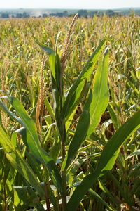 Close-up of crops growing on field