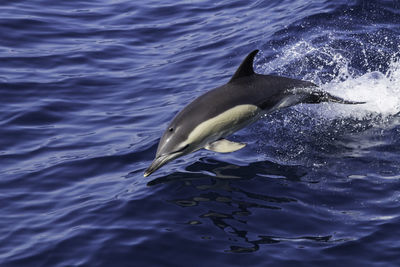 High angle view of dolphin diving in sea