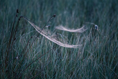 Close-up of spider web on grassy field