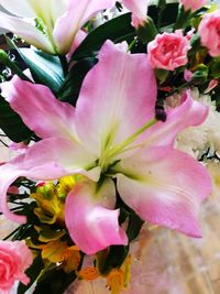 Close-up of pink flowers blooming outdoors