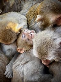 Close-up of monkey