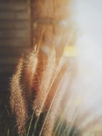 Close-up of plant