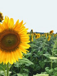 Close-up of sunflower