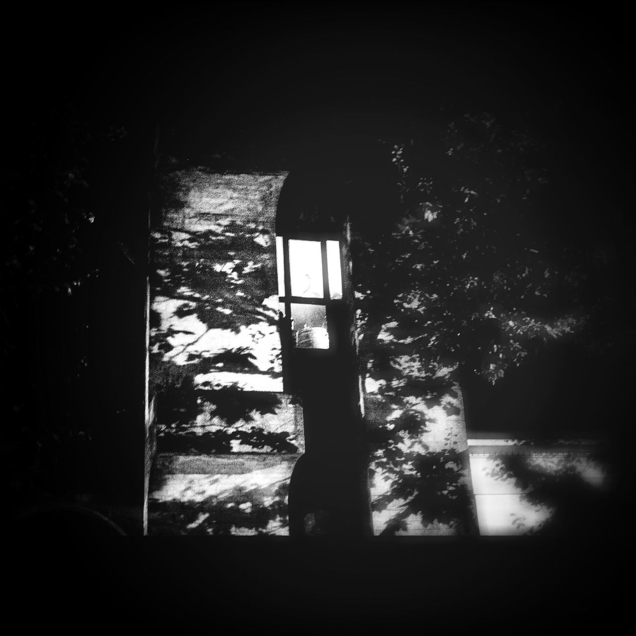 indoors, window, dark, house, built structure, architecture, home interior, tree, sunlight, shadow, silhouette, no people, day, glass - material, plant, absence, growth, wall - building feature, transparent