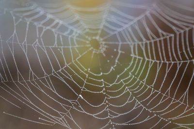 Close-up of spider web