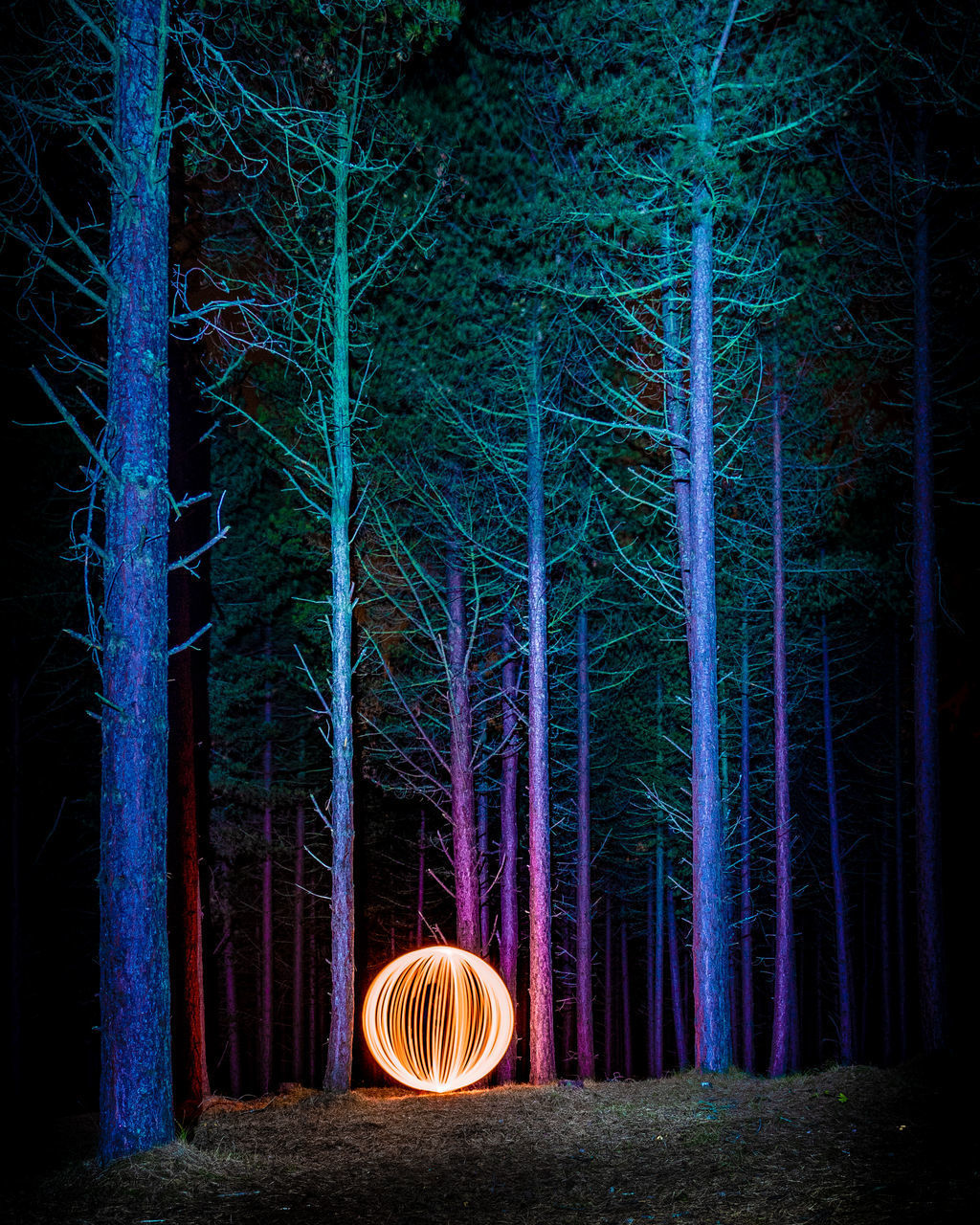 PANORAMIC VIEW OF ILLUMINATED TREES IN FOREST