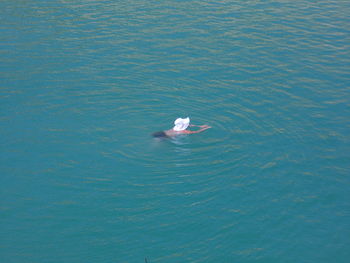 High angle view of duck swimming in sea