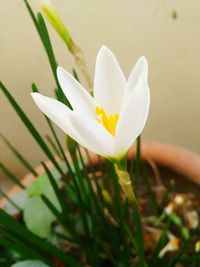 Close-up of white crocus blooming outdoors