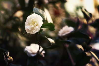 Close-up of white rose