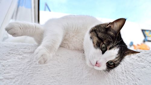 Close-up of cat relaxing