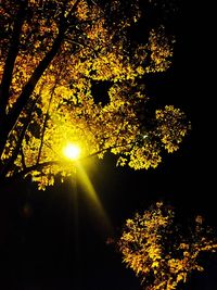 Low angle view of trees against sky during sunset