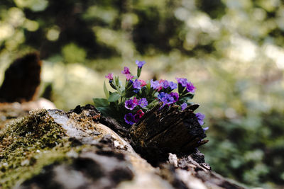 Close-up of purple flowering plant on field