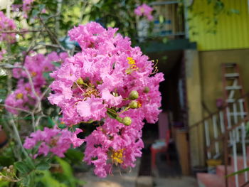 Close-up of pink flowers blooming outdoors