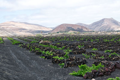 Black sand vineyards in la geria, the wine region of lanzarote. canary islands, spain