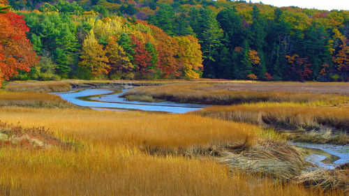 Scenic view of lake in forest during autumn