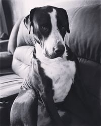 Close-up portrait of dog sitting on sofa at home