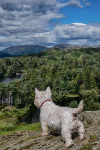 Dog on mountain against sky