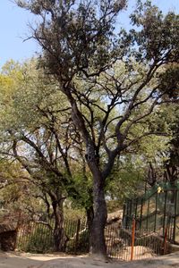 Trees in park