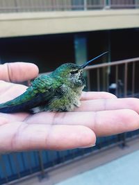 Close-up of hand holding bird