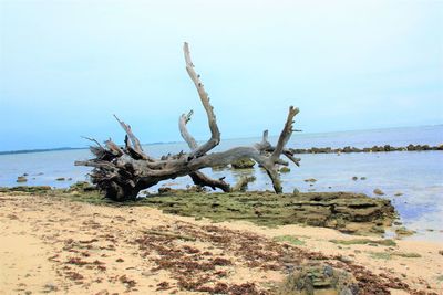 Driftwood on beach against sky