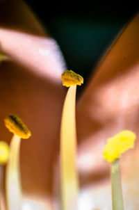 Close-up of yellow flowering plant