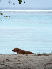 View of a dog on beach