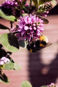 Close-up of bee pollinating on pink flower