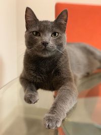 Portrait of a cat