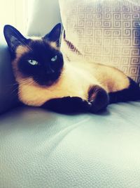 Portrait of cat lying on sofa at home