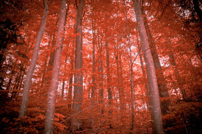 Trees in forest